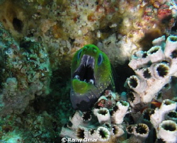 Taken By Sony DCS-W350 Cyber Shoot camera and Sony marine... by Ramy Omar 